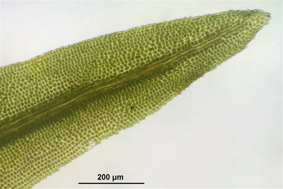 Dichodontium pellucidum