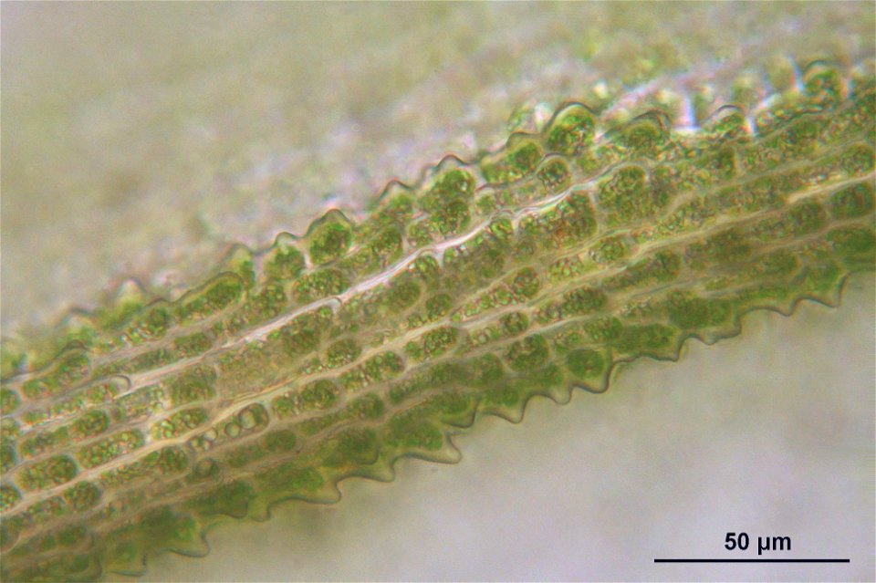 Dichodontium pellucidum