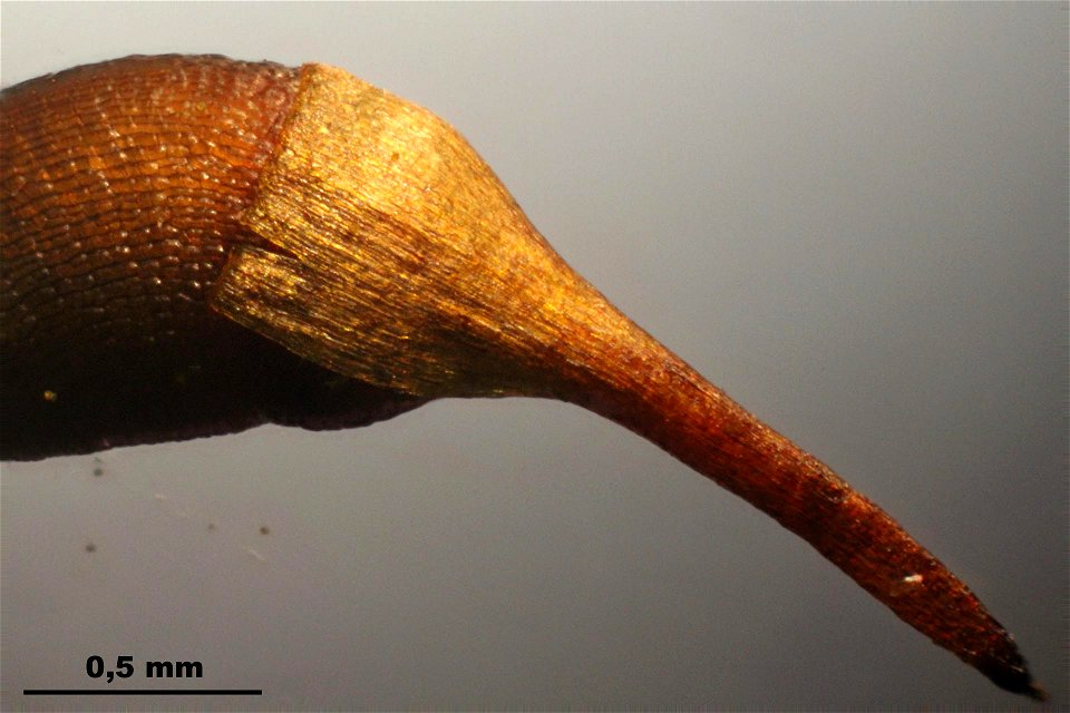 Dichodontium pellucidum