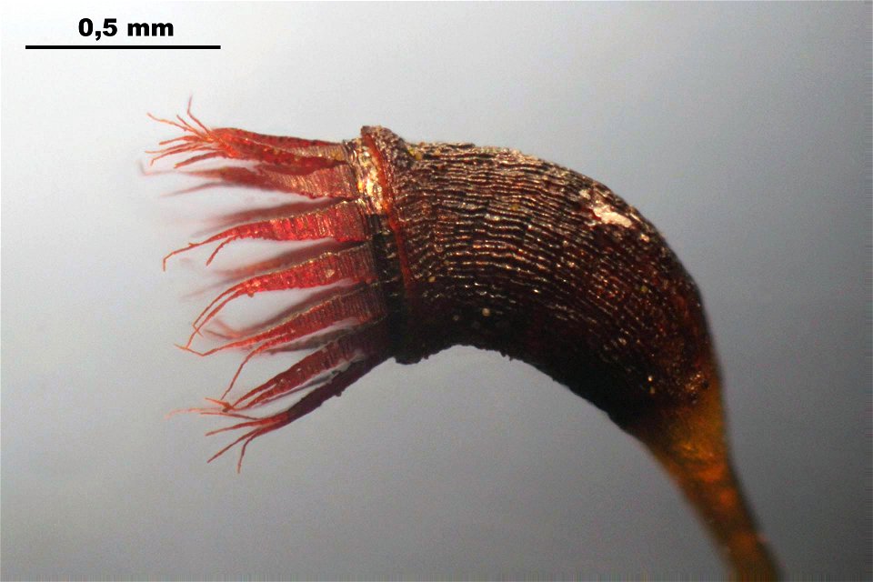 Dichodontium pellucidum