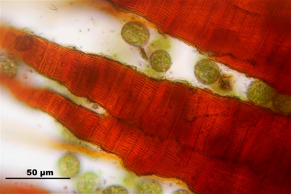 Dichodontium pellucidum