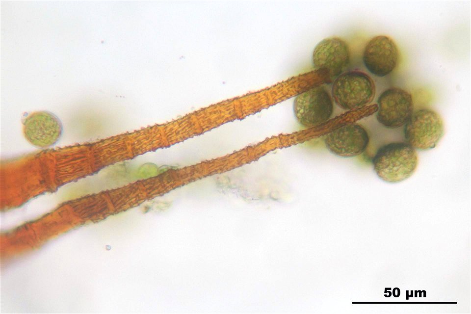 Dichodontium pellucidum