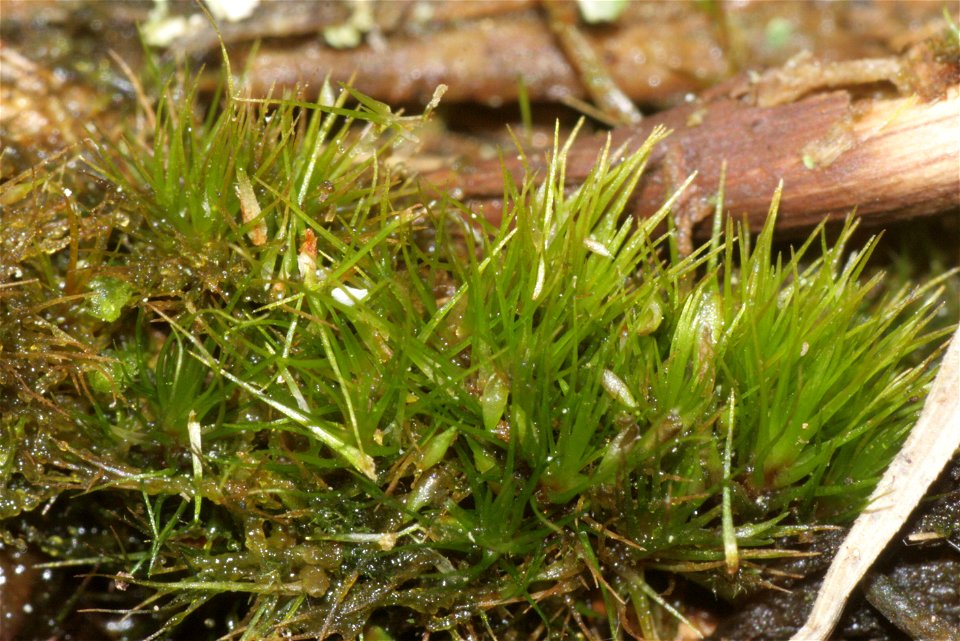 Campylopus pyriformis