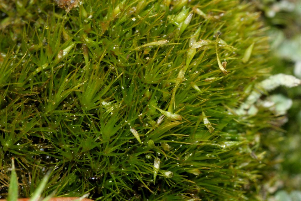 Campylopus pyriformis