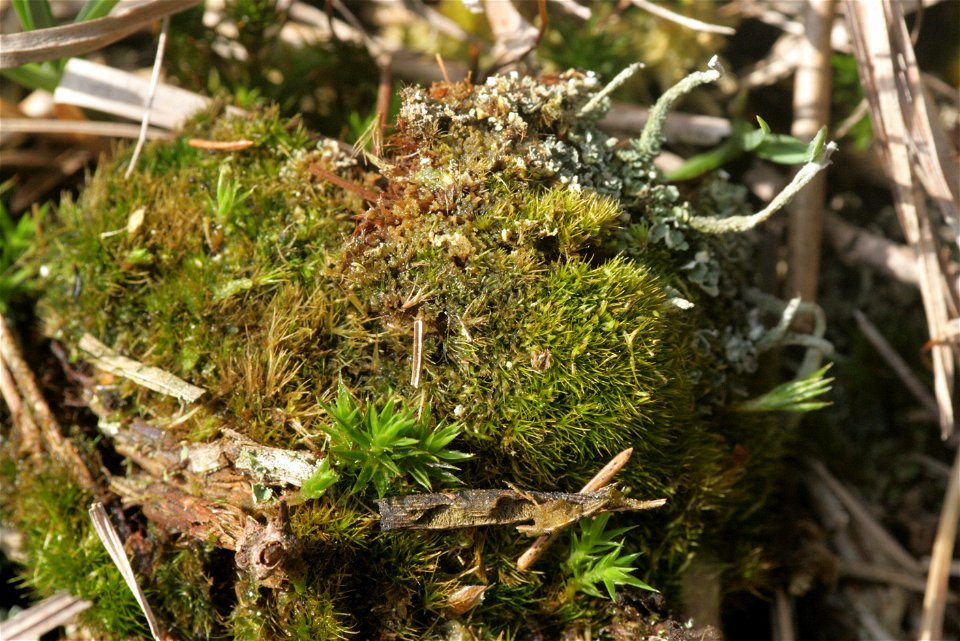 Campylopus pyriformis