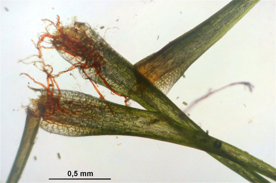 Campylopus pyriformis