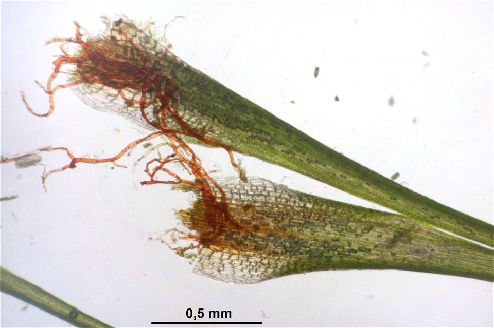 Campylopus pyriformis