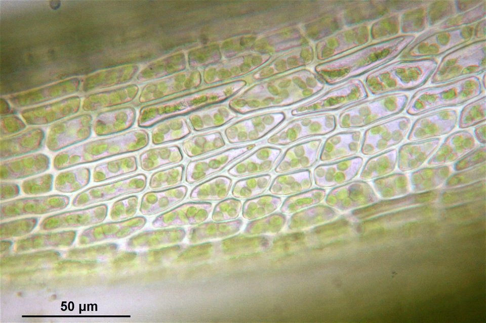 Campylopus pyriformis