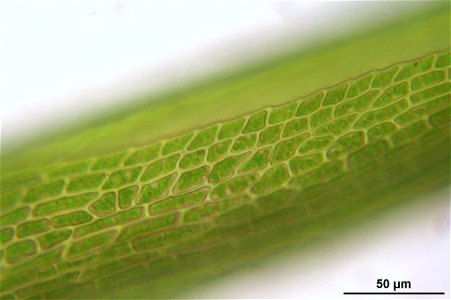 Campylopus pyriformis