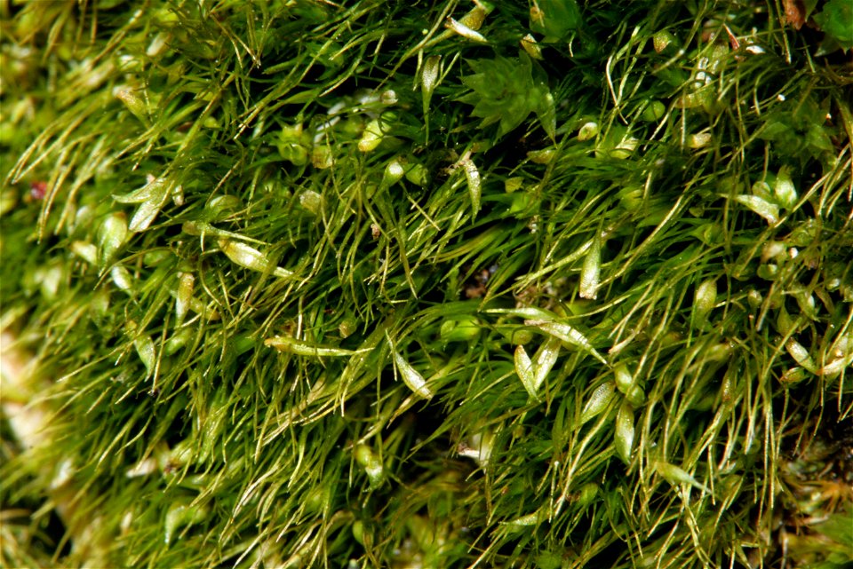 Campylopus pyriformis