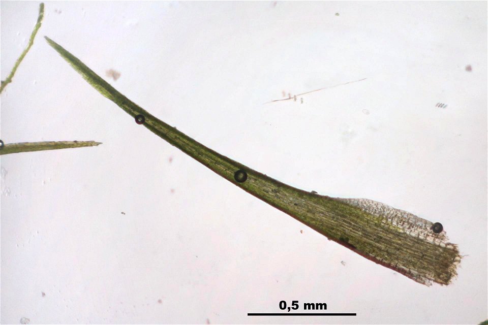 Campylopus pyriformis