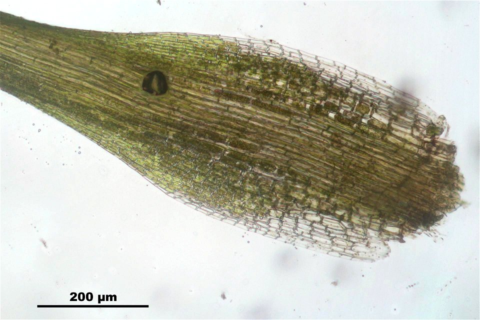 Campylopus pyriformis