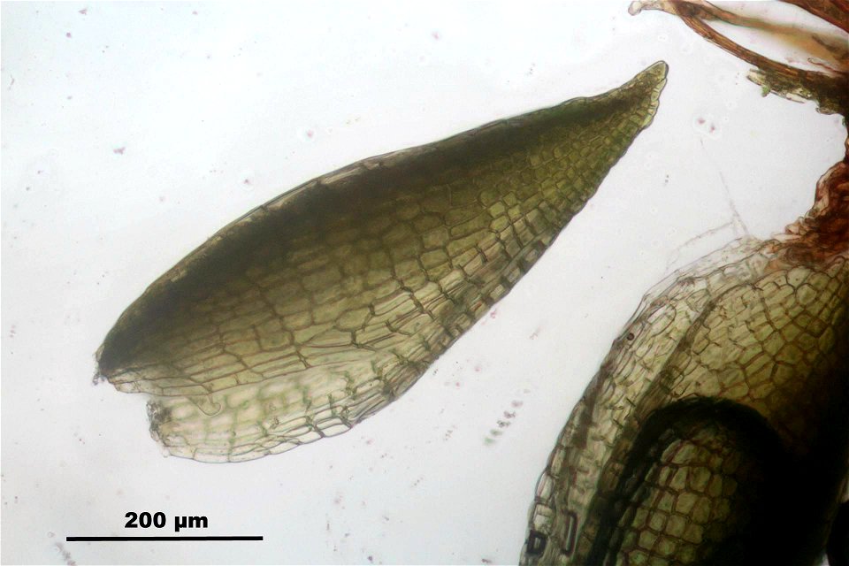 Campylopus pyriformis