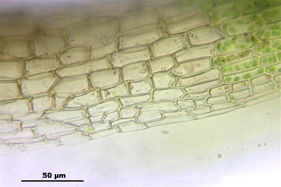 Campylopus pyriformis