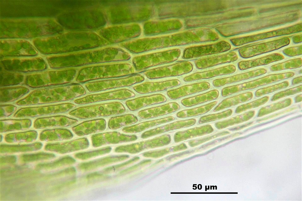 Campylopus pyriformis