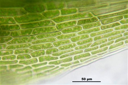 Campylopus pyriformis