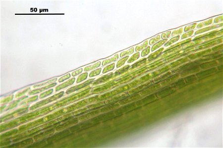 Campylopus pyriformis