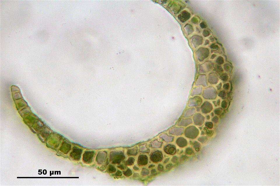 Campylopus pyriformis
