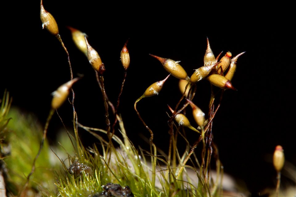 Campylopus pyriformis