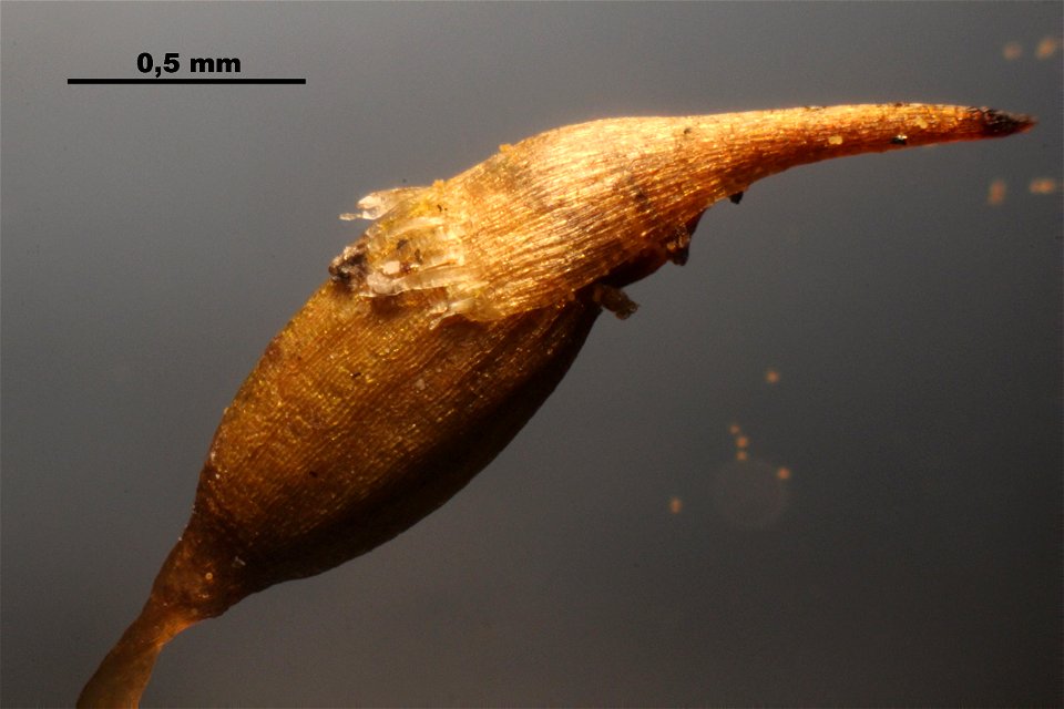 Campylopus pyriformis