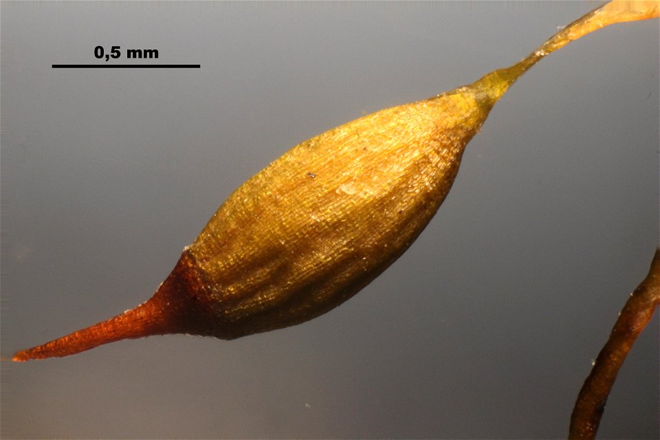 Campylopus pyriformis