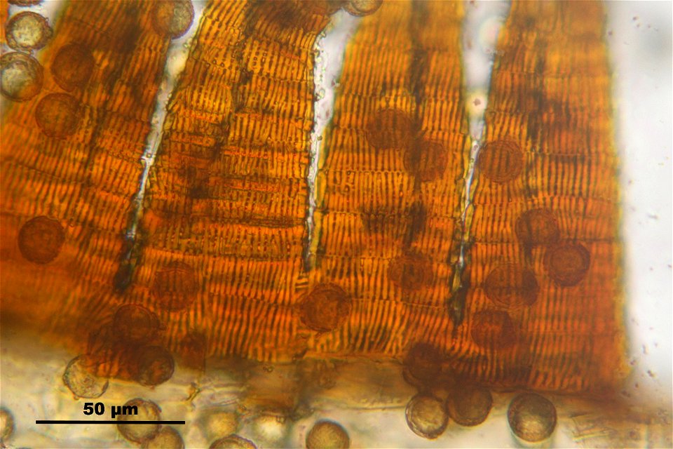 Campylopus pyriformis