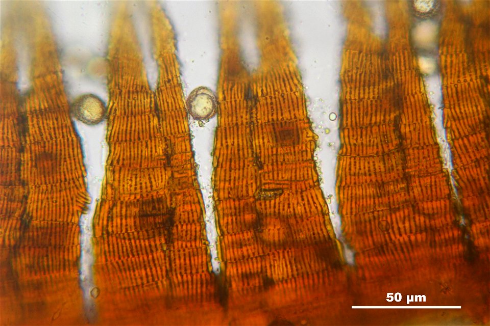 Campylopus pyriformis