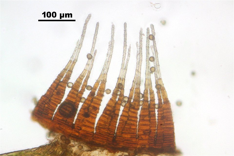 Campylopus pyriformis