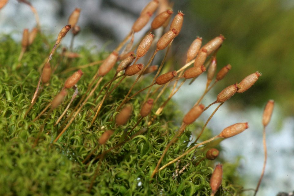Dicranoweisia crispula
