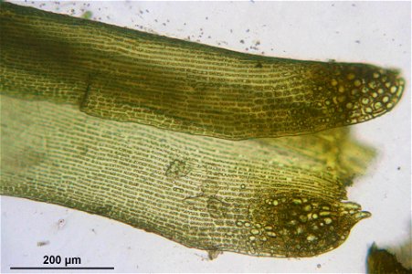 Dicranoweisia crispula
