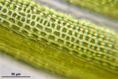 Dicranoweisia crispula