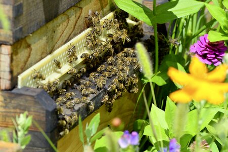 Honey honey bee beekeeping photo