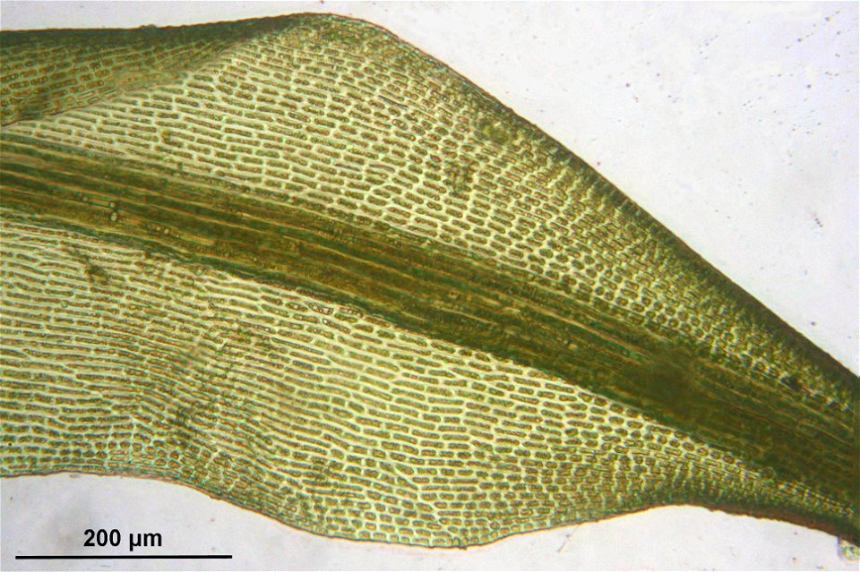 Dicranoweisia crispula