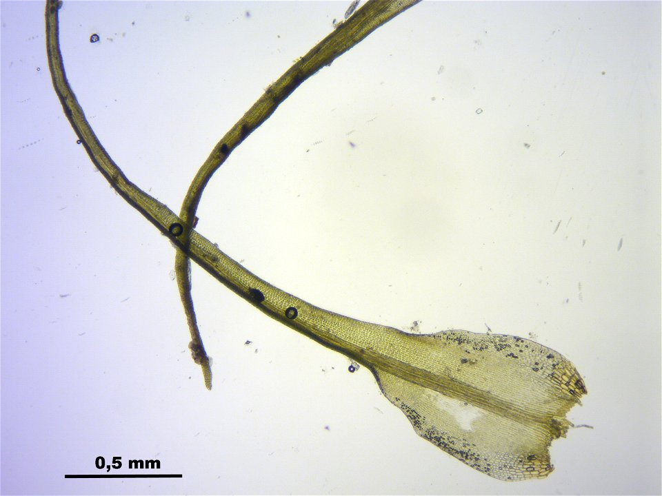 Dicranoweisia crispula, Synonym Hymenoloma crispulum