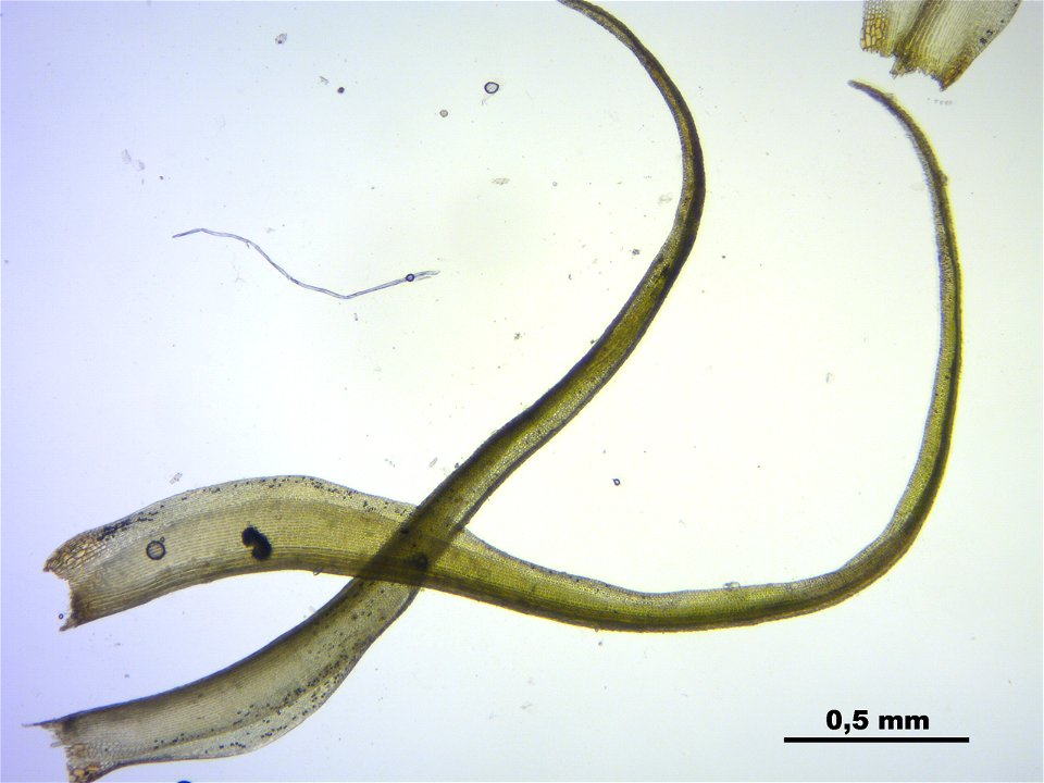 Dicranoweisia crispula, Synonym Hymenoloma crispulum