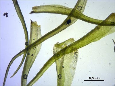 Dicranoweisia crispula, Synonym Hymenoloma crispulum