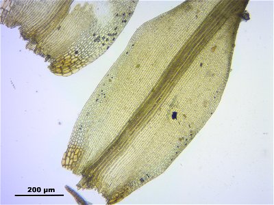 Dicranoweisia crispula, Synonym Hymenoloma crispulum