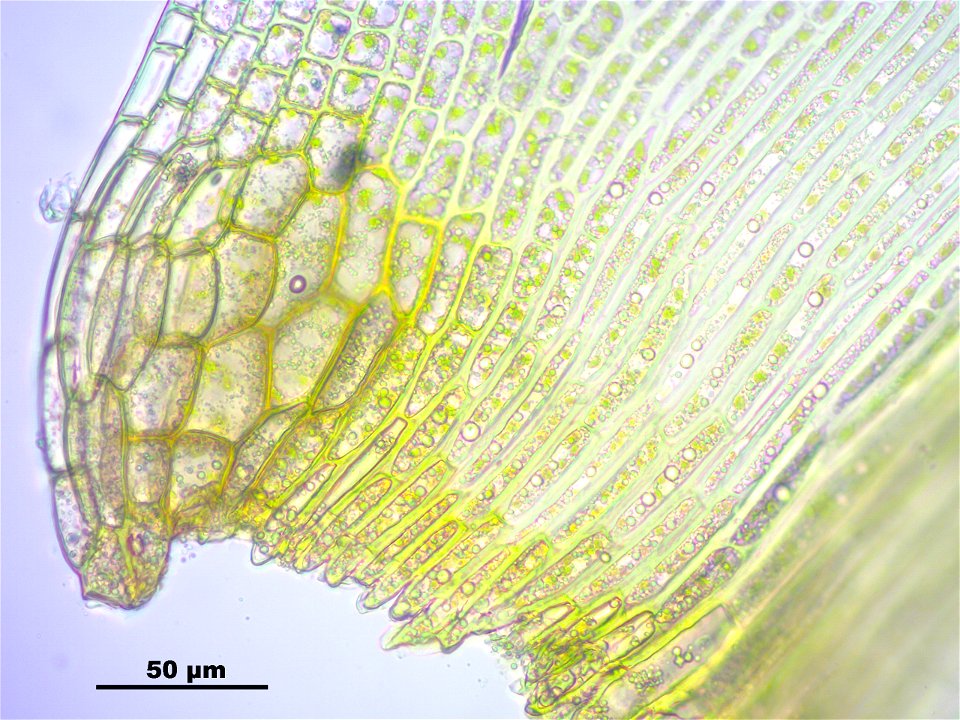 Dicranoweisia crispula, Synonym Hymenoloma crispulum