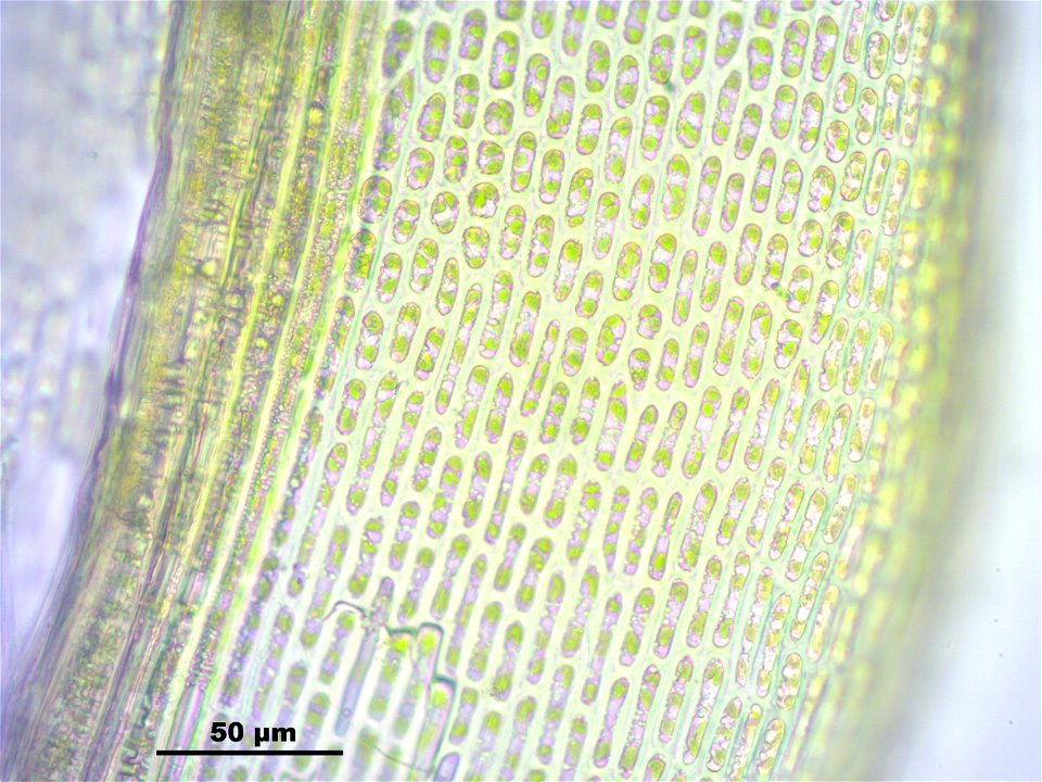 Dicranoweisia crispula, Synonym Hymenoloma crispulum