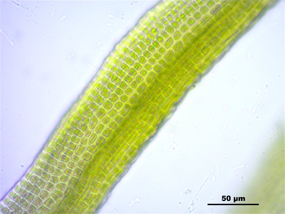 Dicranoweisia crispula, Synonym Hymenoloma crispulum