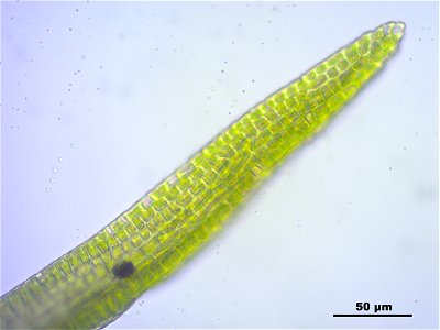 Dicranoweisia crispula, Synonym Hymenoloma crispulum