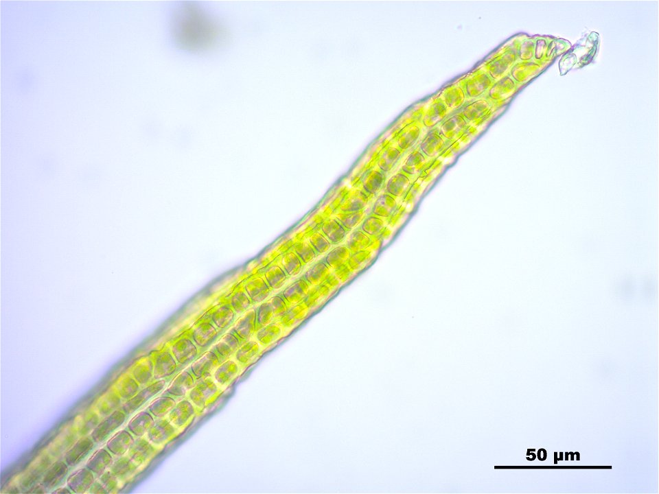 Dicranoweisia crispula, Synonym Hymenoloma crispulum