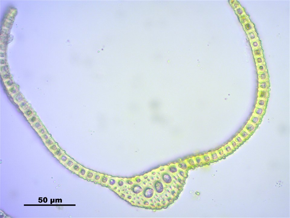 Dicranoweisia crispula, Synonym Hymenoloma crispulum