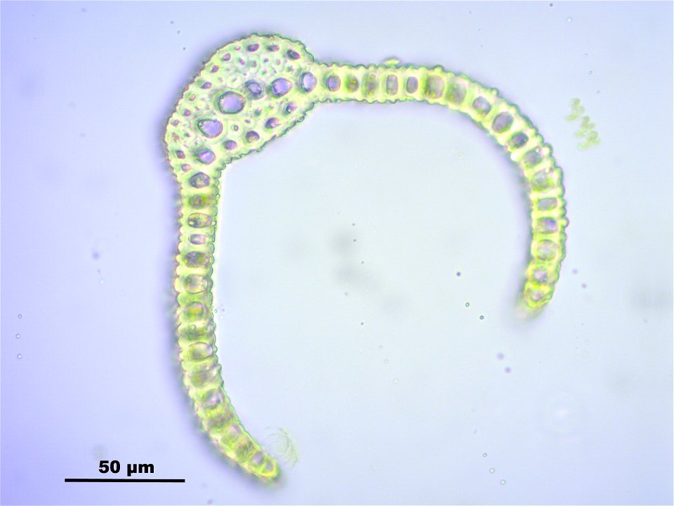 Dicranoweisia crispula, Synonym Hymenoloma crispulum