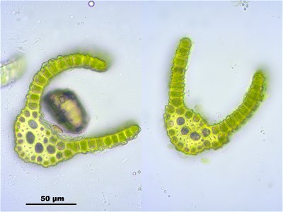 Dicranoweisia crispula, Synonym Hymenoloma crispulum