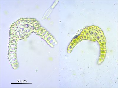 Dicranoweisia crispula, Synonym Hymenoloma crispulum