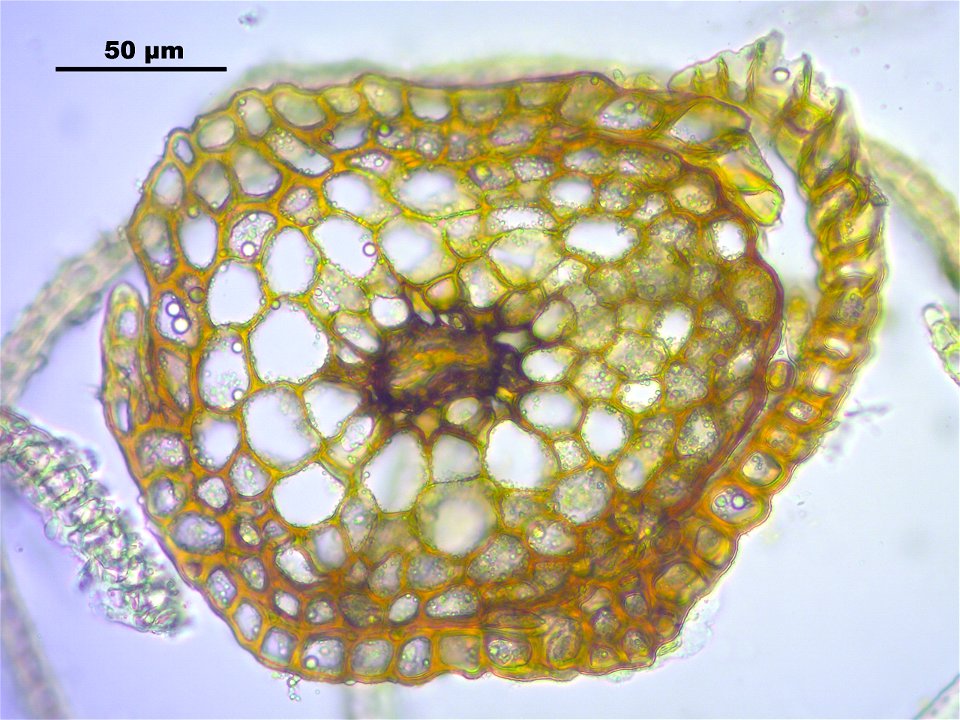Dicranoweisia crispula, Synonym Hymenoloma crispulum