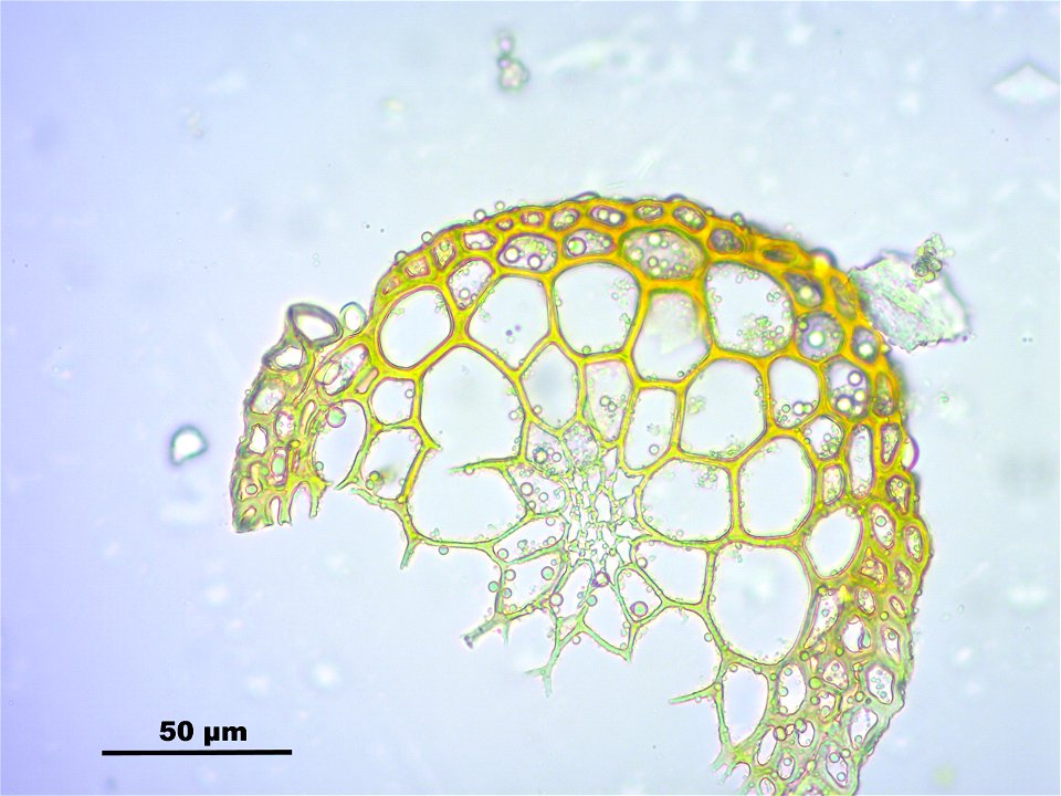 Dicranoweisia crispula, Synonym Hymenoloma crispulum