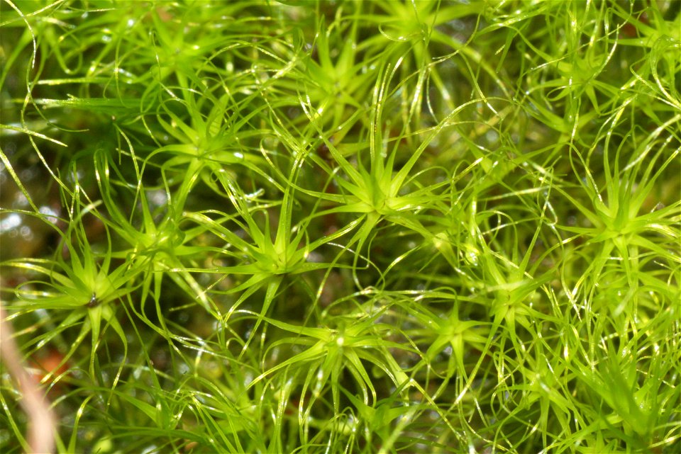 Dicranodontium denudatum