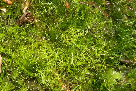 Dicranodontium denudatum